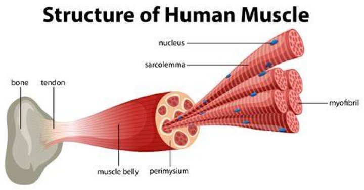muscle structure