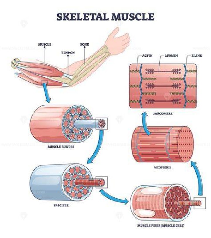 Skeletal muscle structure and function